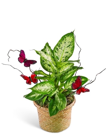 Dieffenbachia Plant with Spring Accents in Shreveport LA - Colony