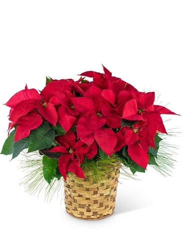 Red Poinsettia Basket Flower Arrangement