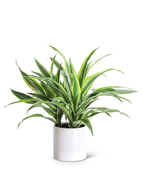 dracaena white aspen Dracaena White Aspen, 10” pot – Green Millennium main image 0