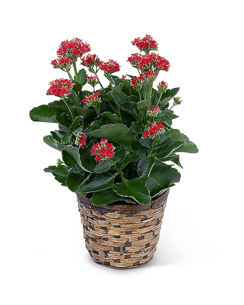 blue planter pots RIGA RIVIERA BLUE PLANTER SET – Millstone Market & Nursery main image 0