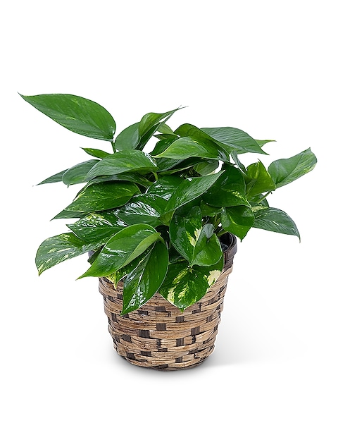 Pothos Plant in Basket in White House TN - White House Florist