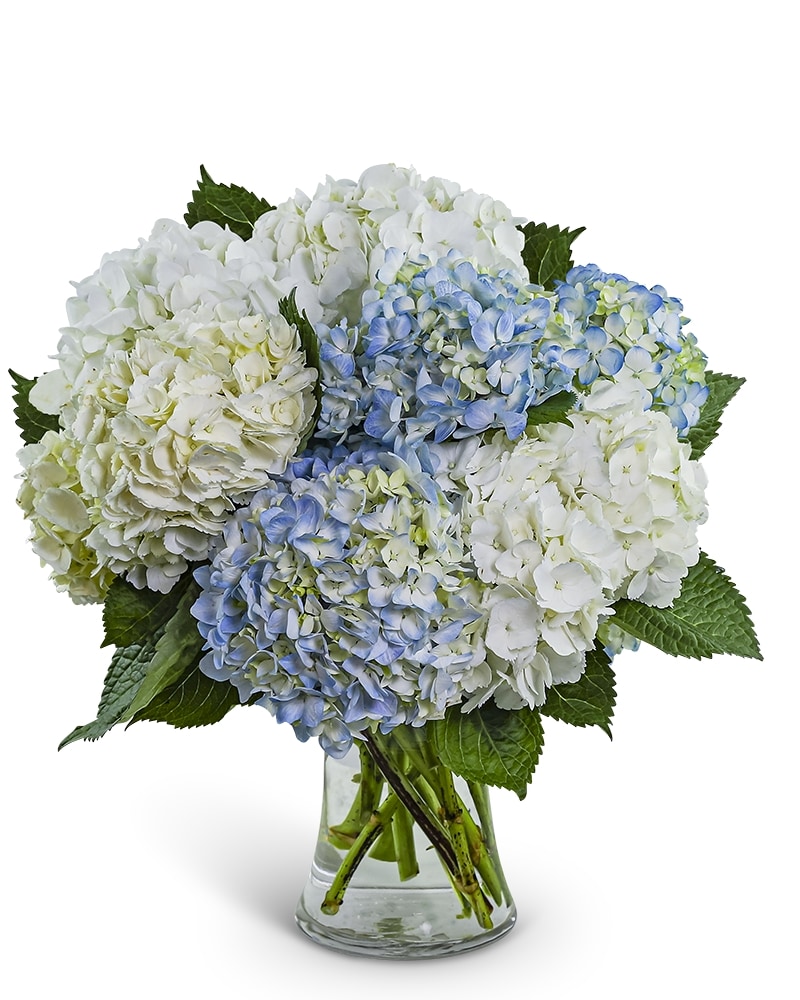Hydrangea4937　0806 Lovely Lush Hydrangea in Shreveport LA - Colony House of Flowers