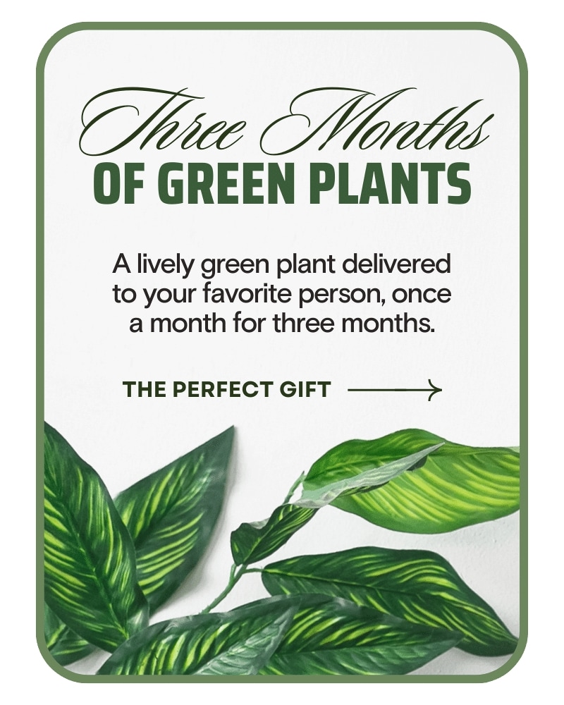 Floral Subscription Delivery Knoxville TN - Abloom Florist