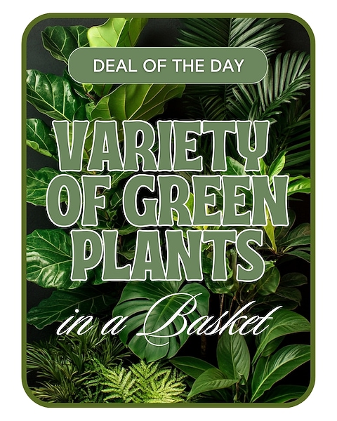 Designer's Choice - Variety of Green Plants in Frederick MD - Flower  Fashions Inc