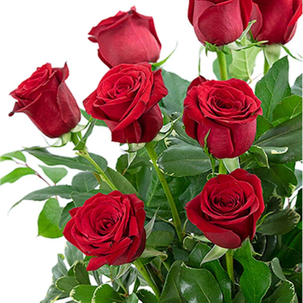 Classic Dozen Red Roses in Chatham ON - Pizazz! Florals & Balloons