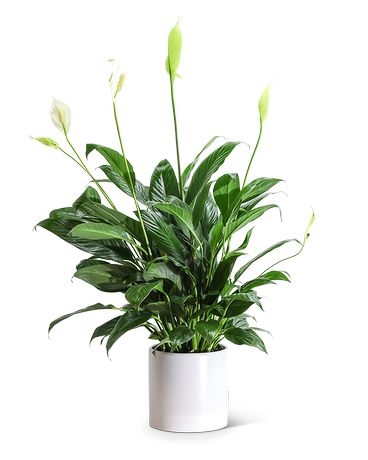 Peace Lily Plant Flower Arrangement