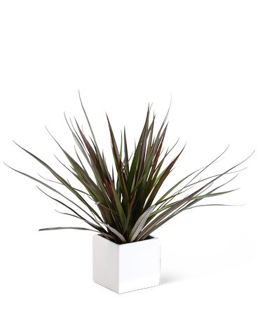 Dracaena Marginata Plant Flower Arrangement