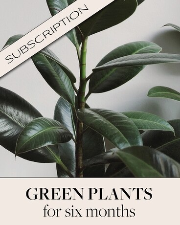 Plant Subscription (6) Plant