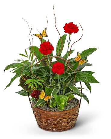 Red Blooms and Butterflies Dish Garden Flower Arrangement
