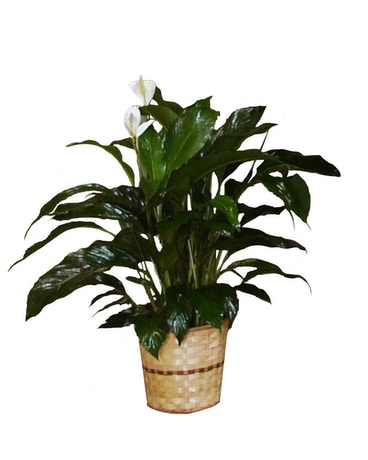 Peace Lily Plant Flower Arrangement