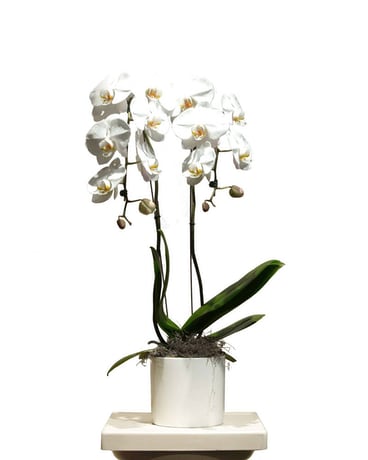 Elegant Orchid Flower Arrangement