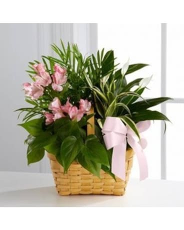 Assorted Greens (Dish Garden) Flower Arrangement
