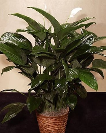 white spider lily plant Spider Lily Any Color Flower Bulb  Plantohobby