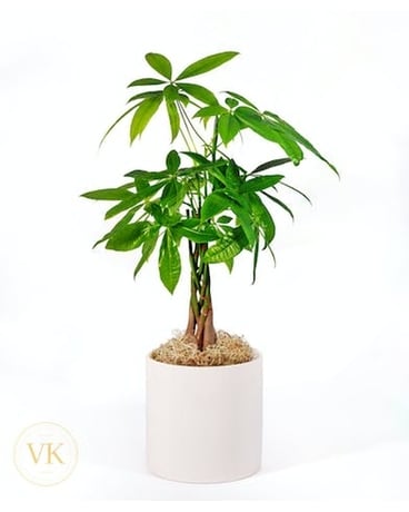 Chicago's Money Tree Plant in Chicago IL - Kloeckner Preferred Flowers