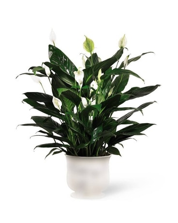 Comfort Memorial Planter Plant