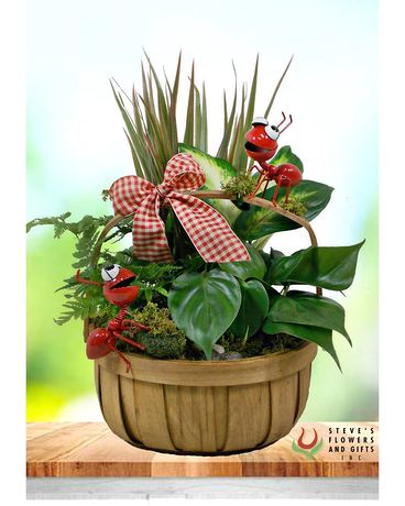 The Perfect Picnic Dish Garden Plant