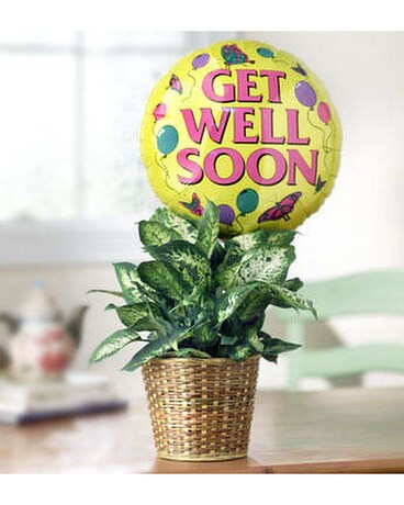 Get Well Green Plant with Balloon Flower Arrangement