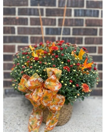 Festive Fall Mum Plant