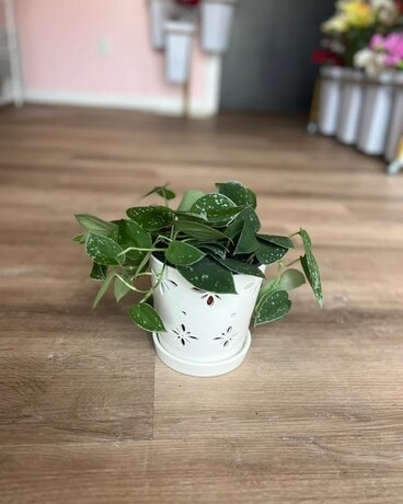 Indoor Plants Delivery Davenport IA - Sisters In Bloom QC
