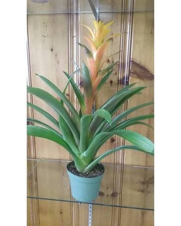 Yellow Bromeliad Plant Custom product