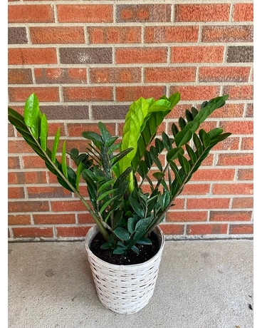 ZZ Plant in Louisville KY - Berry's Country Garden Florist
