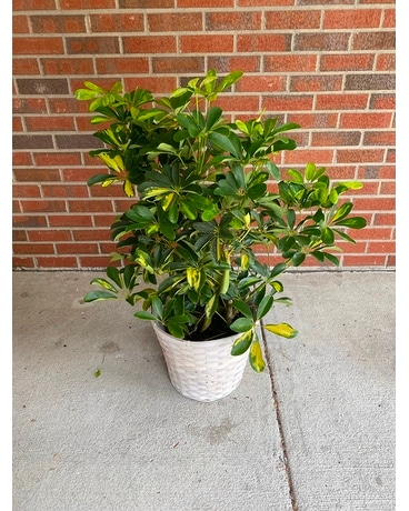 Hawaiian Schefflera - Variegated Flower Arrangement