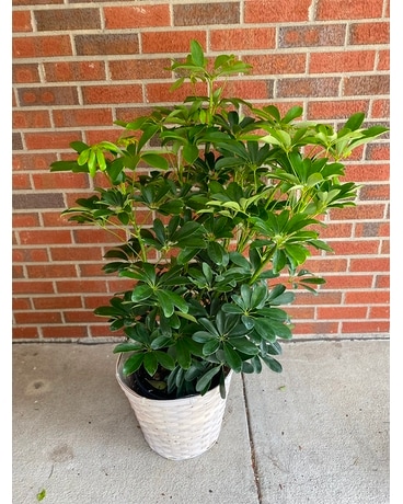 Hawaiian Schefflera Flower Arrangement