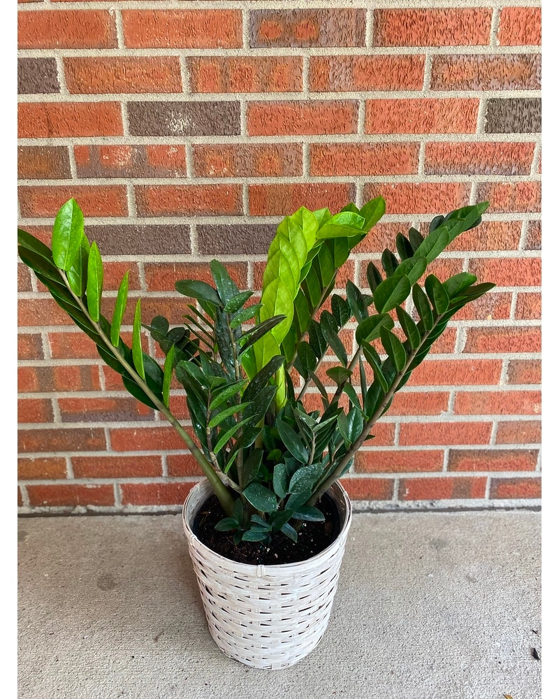 ZZ Plant in Louisville KY - Berry's Country Garden Florist