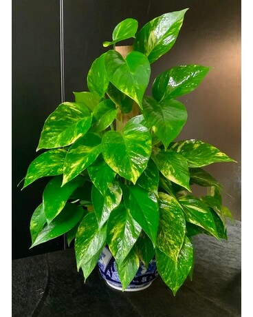 Tabletop pothos in blue Plant