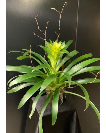 Legacy’s Bountiful Bromeliad Plant