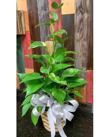 Small pothos on a pole Plant