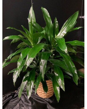 Janet Craig Plant