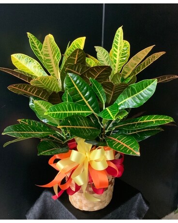 Colorful croton Plant