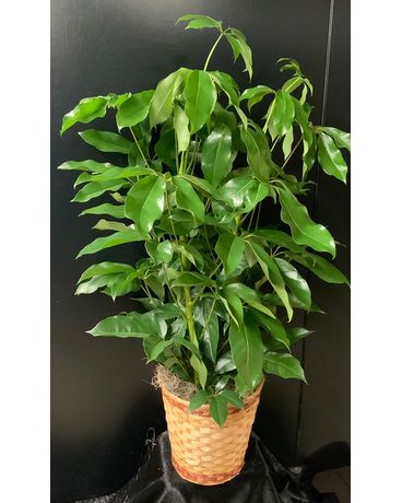 Amate Schefflera Plant