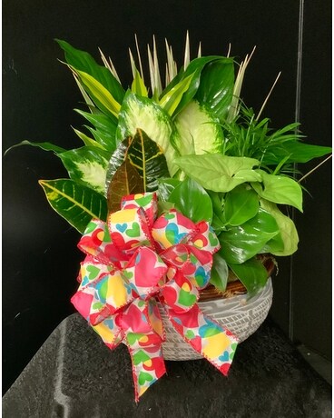 Valentine’s tabletop dish garden Flower Arrangement