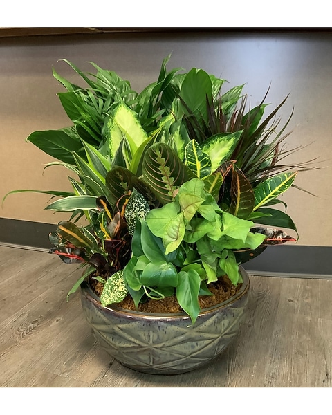 XL Dish Garden in Pineville LA - Legacy Floral Designs