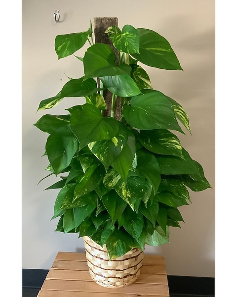 Large pothos pole in Pineville LA - Legacy Floral Designs