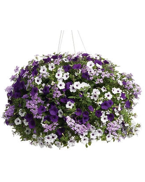Hanging Basket in Columbia ME - Elmer's Gardens
