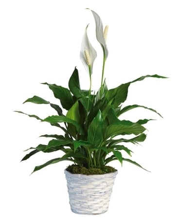 araceae philodendron Philodendron esmeraldense – Foliage Factory