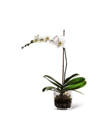 Potomac's Phalaenopsis Orchid Plant
