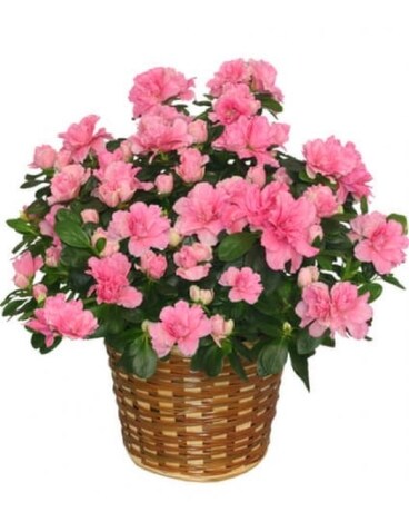 Potomac's Blooming Azalea Plant Plant