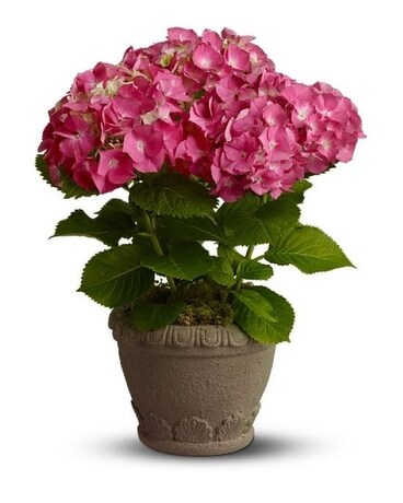 Potted Hydrangea Plant