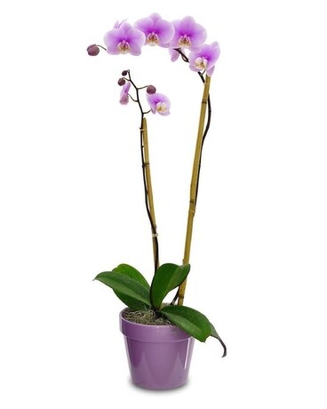 Potomac's Opulent Orchid Plant Plant