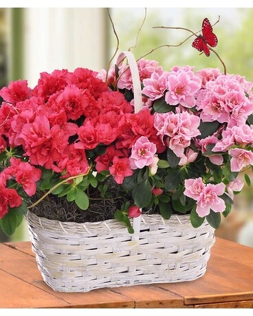 Potomac's Azalea Blooming Basket Plant