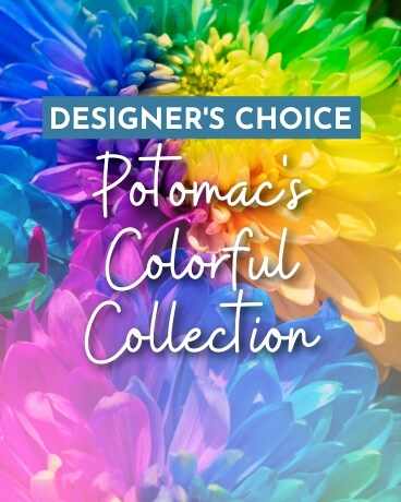Designer's Choice - Potomac's Color Splash Collect Flower Arrangement