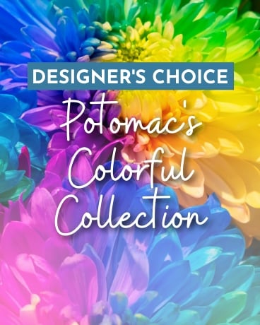 Designer's Choice - Potomac's Color Splash Collect Flower Arrangement