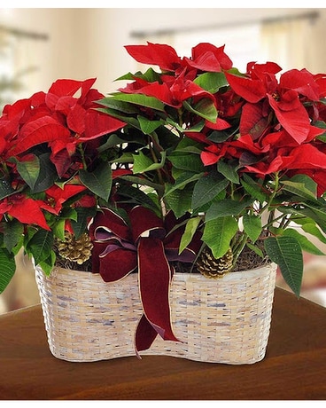 Merry Poinsettia Double Basket Basket Arrangement