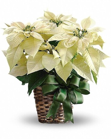 White Poinsettia Flower Arrangement