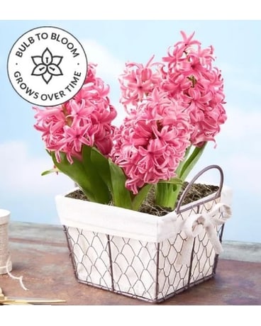 Heavenly Hyacinths Plant