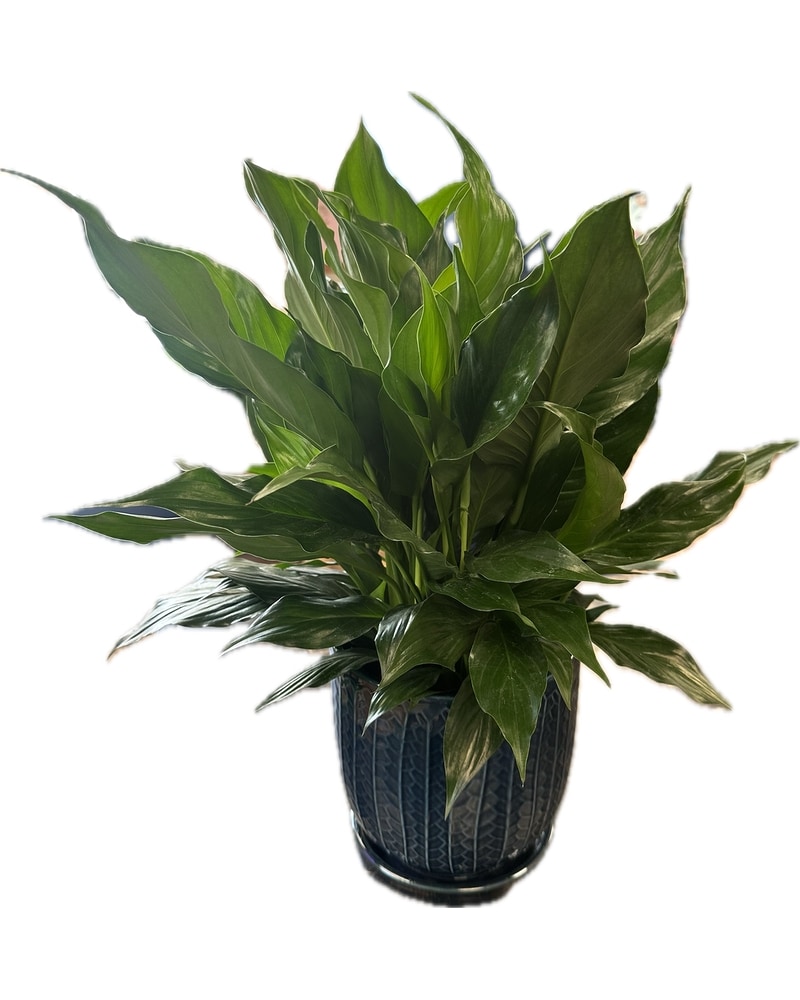 Plants Delivery Randallstown MD - Tropical Arrangements